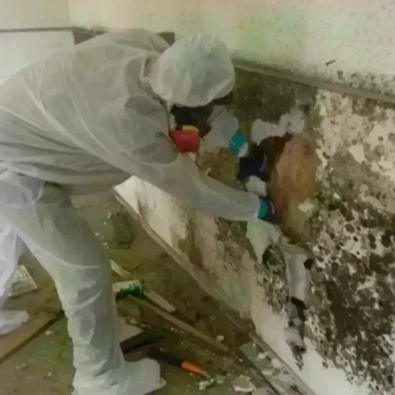 Mold Remediation and Removal in Carson City, MI